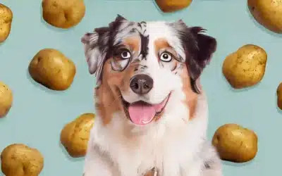Can Dogs Eat Potato Skins? A Comprehensive Guide For 2024