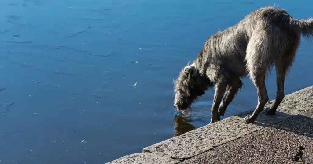 how long can a dog go without water