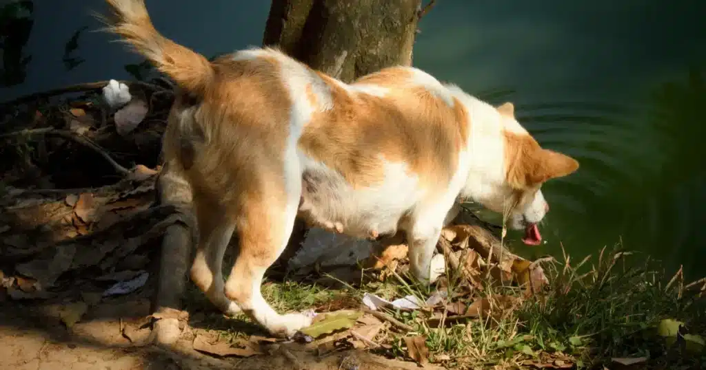 how long can a dog go without water