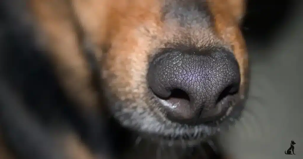 How to Improve Dog's Breath Naturally