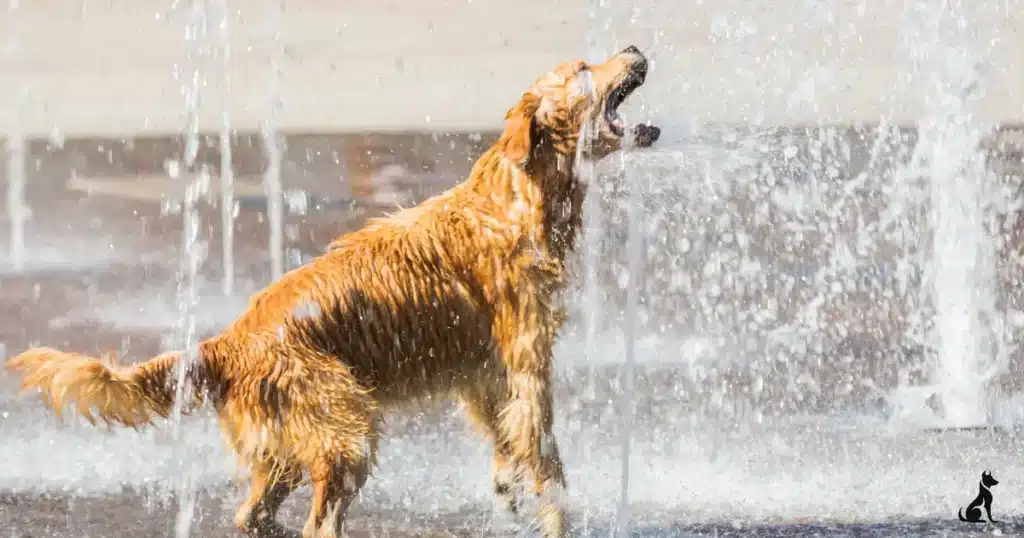 how long can a dog go without water