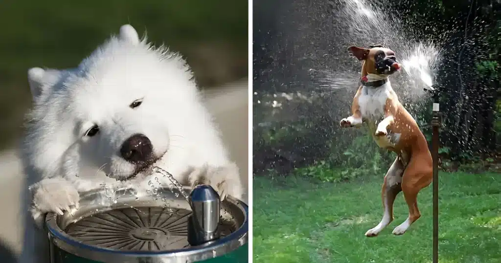 How long can a dog go without water