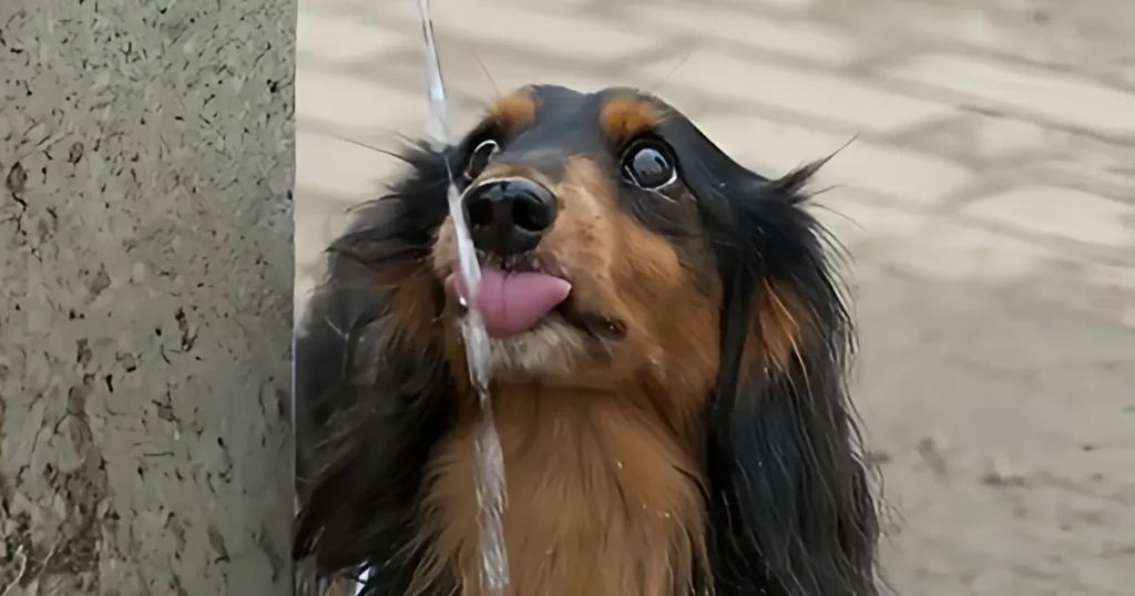 How long can a dog go without water