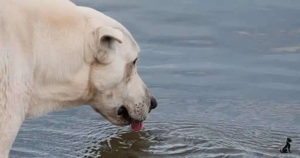 how long can a dog go without water