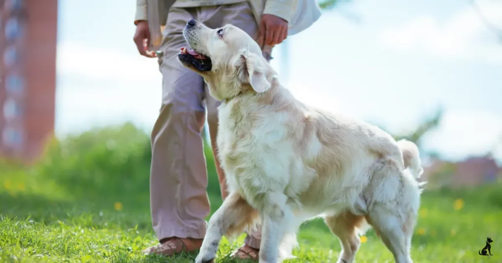 why dogs are good for your health