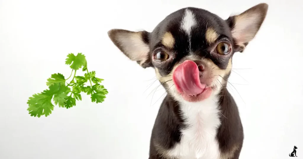 Can dogs eat cilantro