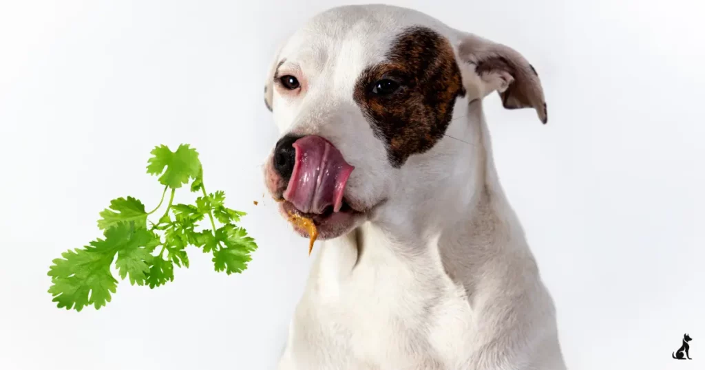 Can dogs eat cilantro