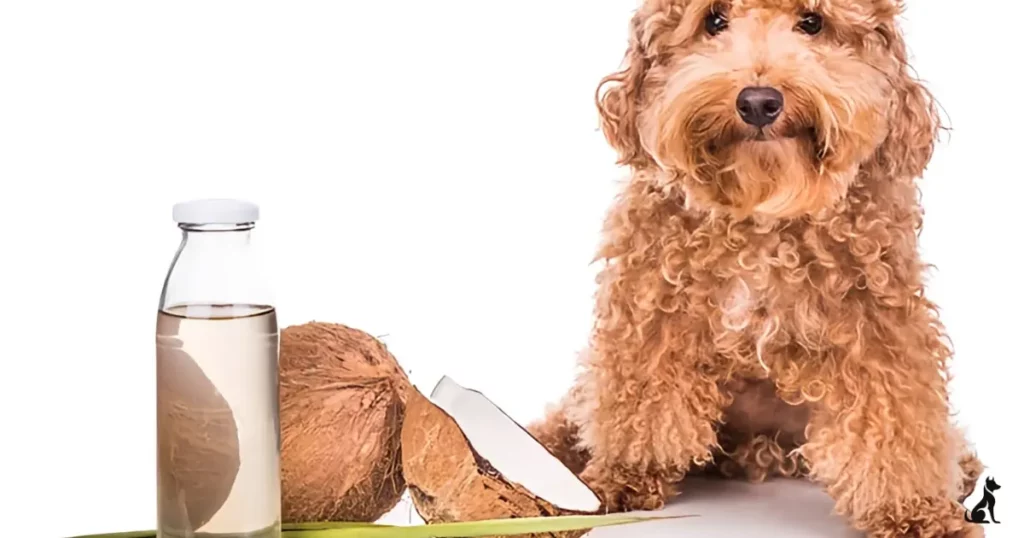 Can dogs have coconut water