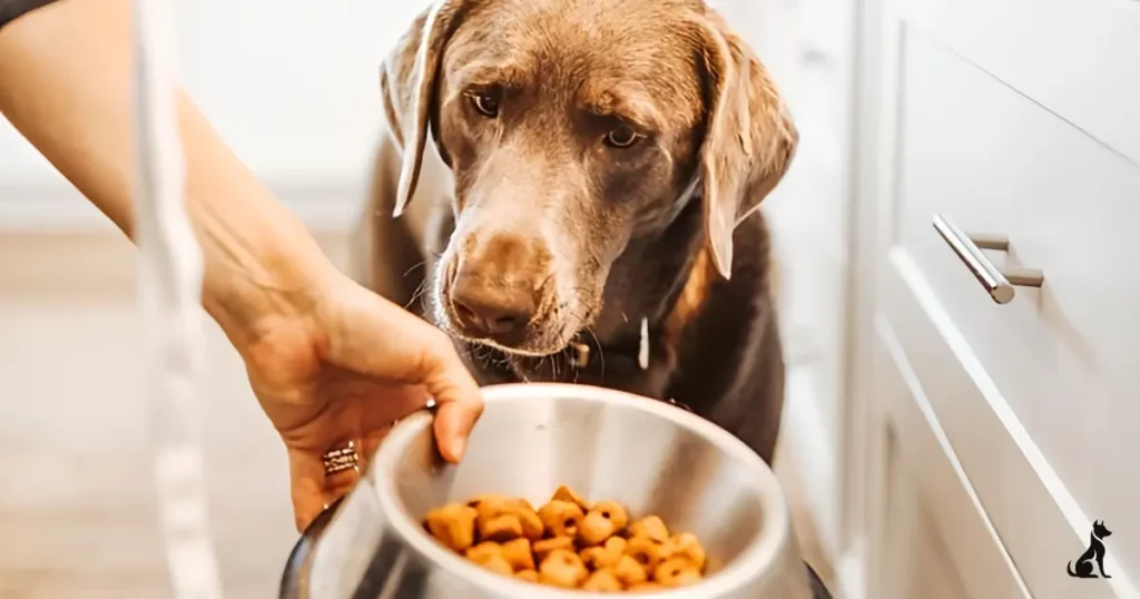 How long can dogs go without food