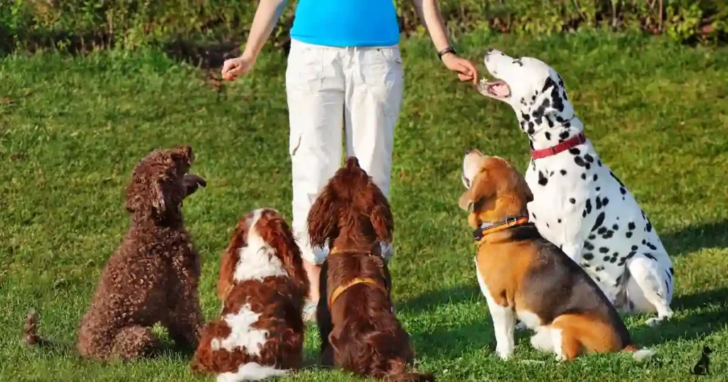 How to improve your dog’s social skills