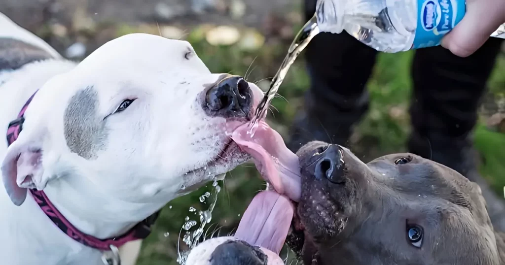 How long can a dog go without water