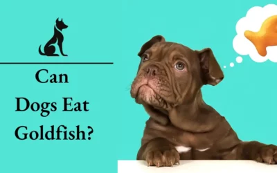 Can Dogs Eat Goldfish? Discover The Safe Facts For 2024