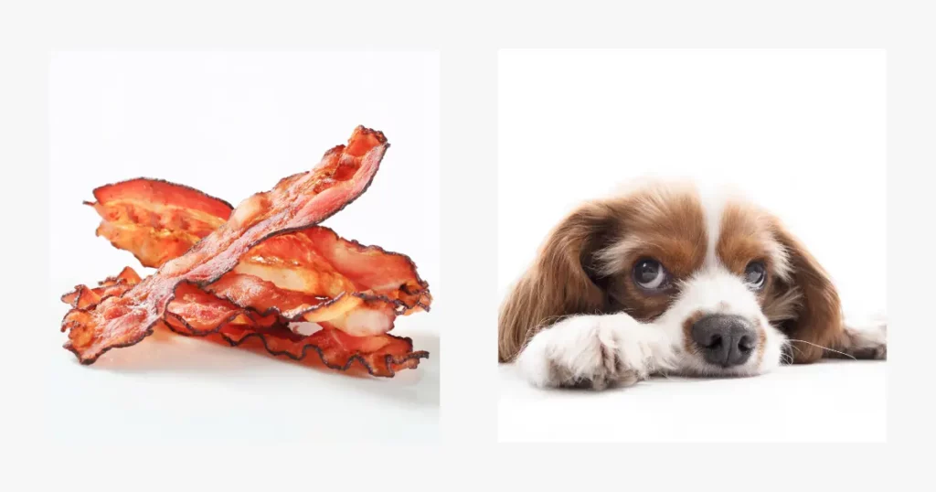 Can Dogs Eat Raw Bacon