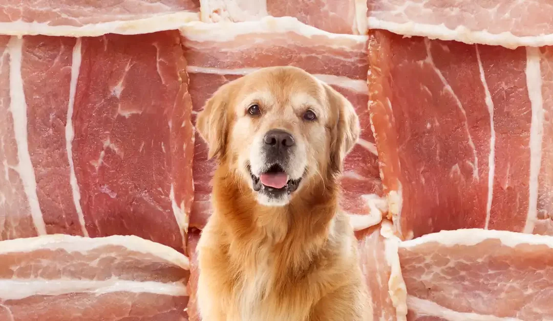 Can Dogs Eat Raw Bacon