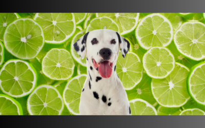 Can Dogs Have Lime? A Comprehensive Guide For 2024