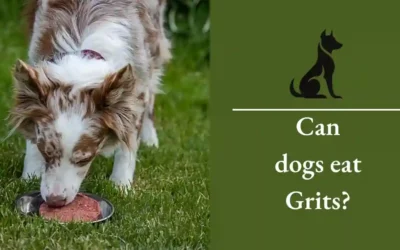 Can Dogs Eat Grits? Learn The Healthy Truth For 2024