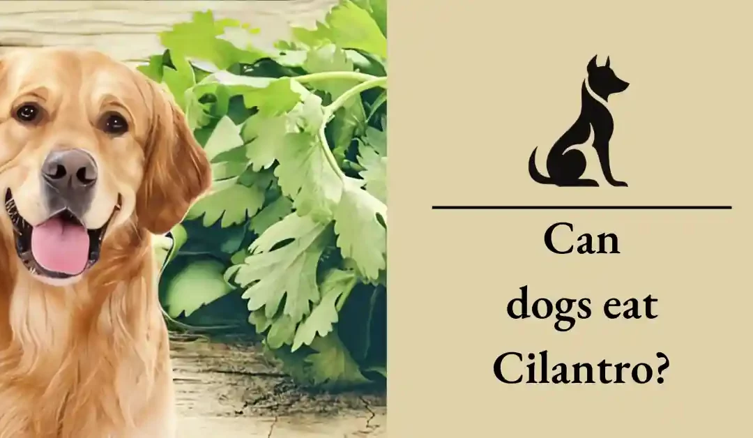 Can dogs eat cilantro