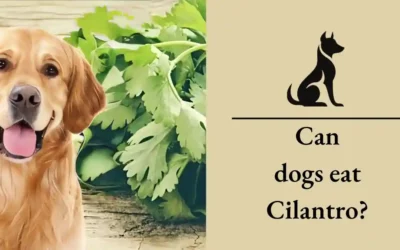 Can Dogs Eat Cilantro? A Comprehensive Guide For 2024