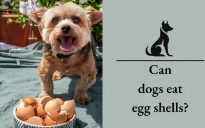 Can Dogs Eat Egg Shells: A Comprehensive Guide For 2024