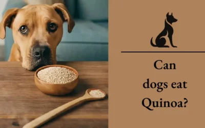 Can Dogs Eat Quinoa? A Comprehensive Guide For 2024