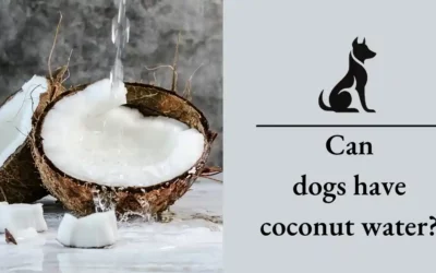 Can Dogs Have Coconut Water: A Comprehensive Guide For 2024