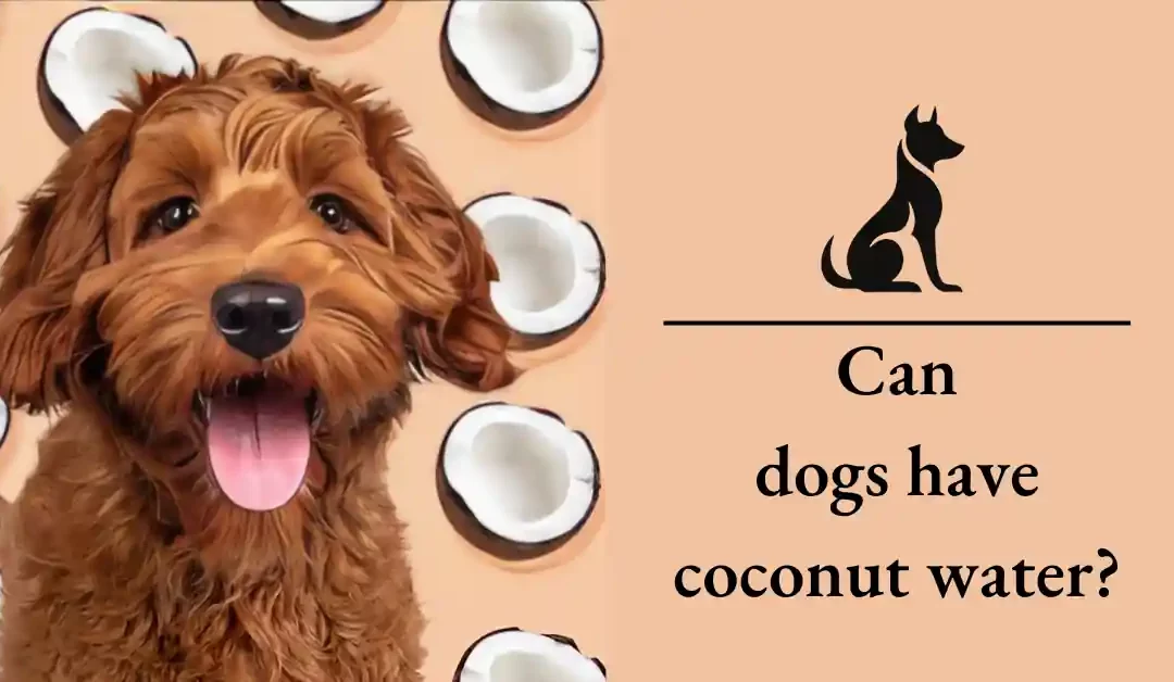 Can dogs have coconut water