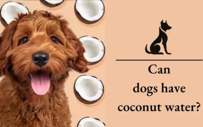 Can Dogs Have Coconut Water? A Comprehensive Guide For 2024