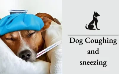 Dog Coughing And Sneezing: Important Information For 2024