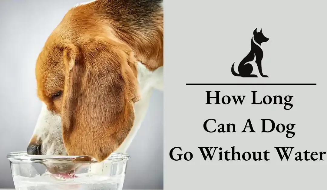 How Long Can A Dog Go Without Water