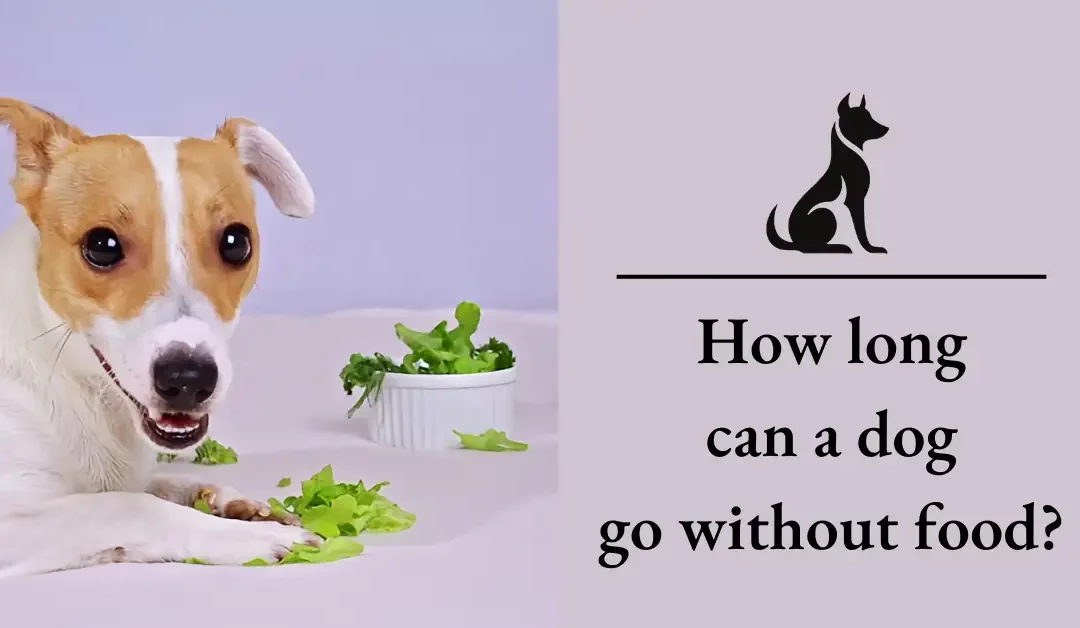 How Long Can Dogs Go Without Food