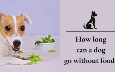 How Long Can Dogs Go Without Food: A Comprehensive Guide For 2024