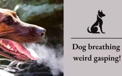 Dog Breathing Weird Gasping: Important warning For 2024